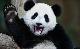 黑料吃瓜网apk普通安装 