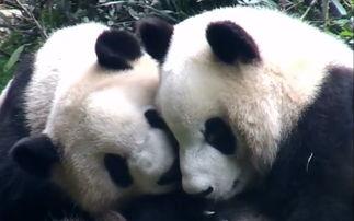 黑料吃瓜网apk普通安装 