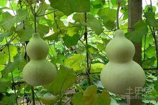 怎么样才能不当社畜:妻子的故事 