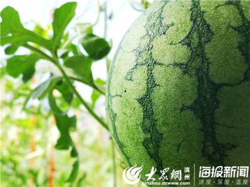 黑料吃瓜网apk普通安装 