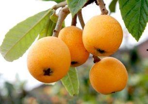 枇杷影视app无广告免费下载安装 