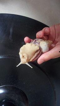 黑料吃瓜网apk普通安装 