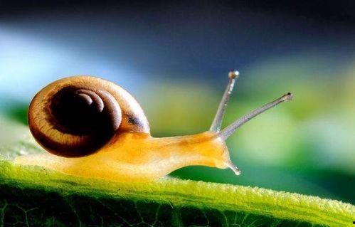 黑料吃瓜网apk普通安装 