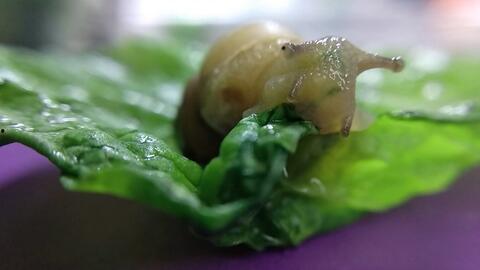 黑料吃瓜网apk普通安装 