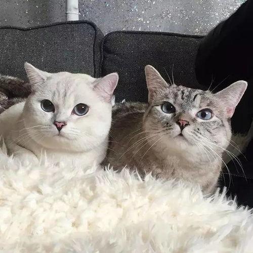 影视猫在线观看 