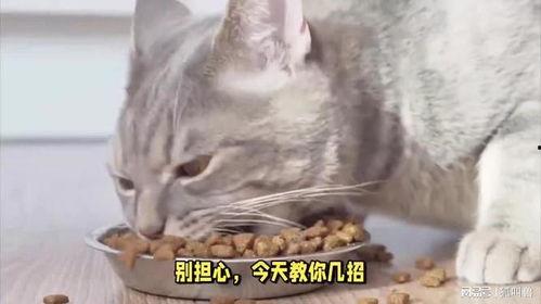 影视猫在线观看 